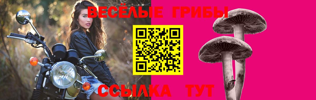 Псилоцибиновые грибы Psilocybe Сорочинск